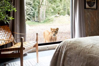Port Lympne Hotel  Reserve in Kent