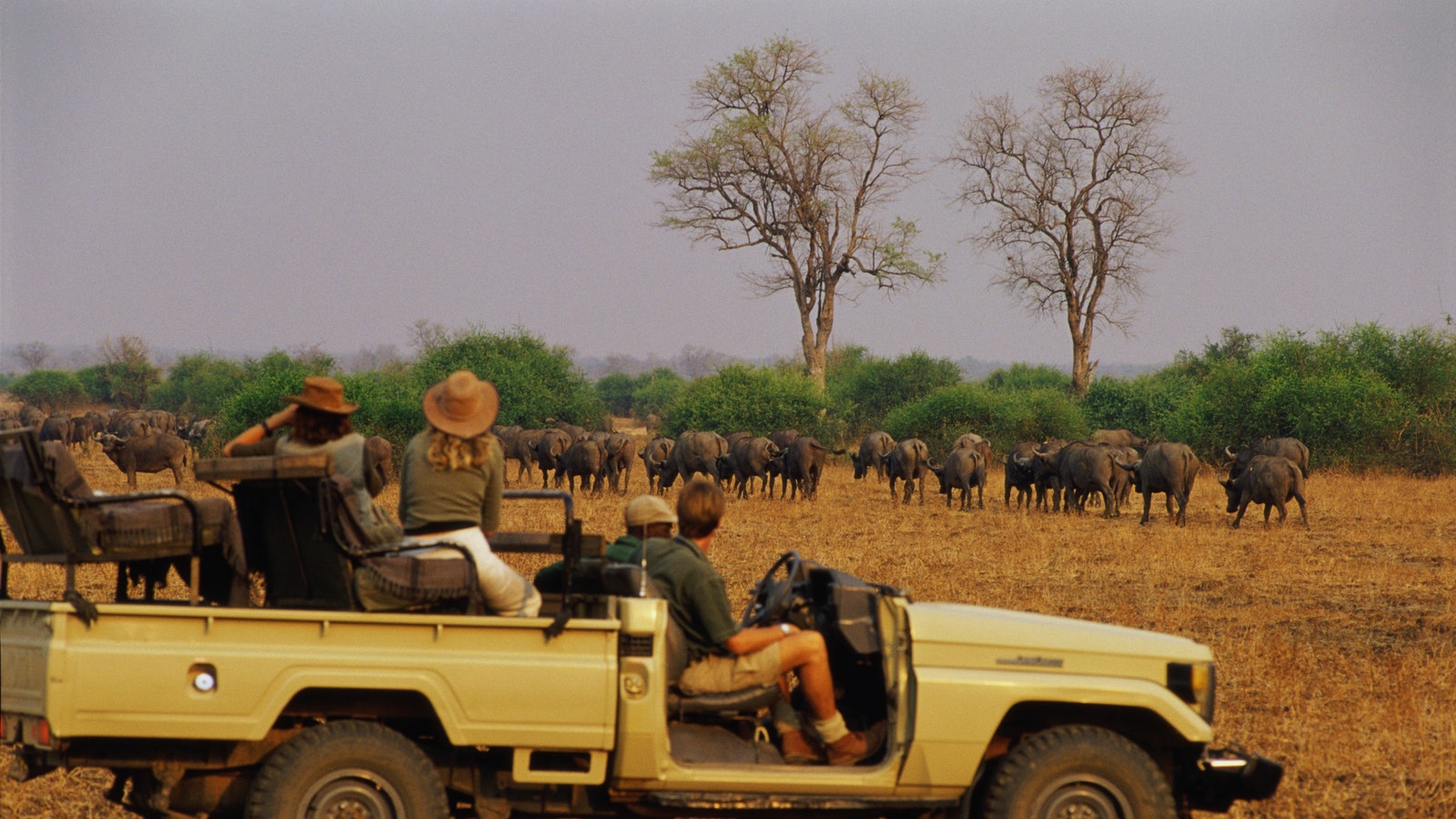 How to book an affordable safari